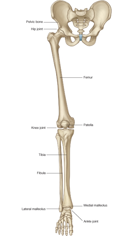 Prelom Kostiju Fibula Kost Kalus Tibia Kost Fraktura