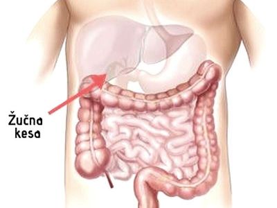 Žučna kesa predstavlja deo žučnih puteva koji se nalazi ispod jetre, kruškolikog je izgleda i ima funkciju kao rezervoar žuči. Žuč predstavlja proizvod jetrinih ćelija (hepatocita) koja se putem žučnih kanala iz jetre delom uliva u tanko crevo, a delom „skladišti“ u žučnoj kesi. Po potrebi, žuč iz žučne kese  se kontrakcijom takodje uliva u tanko crevo. U fiziološkim uslovima sekrecija žuči je od 600 - 1000 ml na dan.